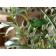 観葉植物 フェイクグリーン 人工観葉植物 光触媒観葉植物 オリーブ オリーブの木 106cm 光触媒 オリーブツリー 造花 インテリア おしゃれ 消臭 防菌 関連画像_3