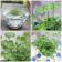 （ビオトープ）水辺植物　メダカの鉢にも入れられる水辺植物　ウォータークローバー　ムチカ（１ポット）　抽水〜浮葉植物 関連画像_1