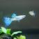 （熱帯魚）ブルーグラスグッピー（国産グッピー）（１ペア）　北海道・九州航空便要保温 関連画像_1