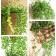 グリーンネックレスハンギング 観葉植物 造花 インテリア ＣＴ消臭 触媒 フェイクグリーン 吊り下げ 関連画像_2