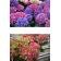 秋色紫陽花 5号（15センチ鉢）全9色 あじさい 【6月上旬は秋色に変化しています！画像の花色とは違い秋色アジサイとなりますのでご注意を。】 関連画像_3
