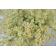 多肉植物 クラッスラ リトルミッシー 7.5cmポット苗 関連画像_1