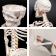 1年保証 人体模型 骨格模型 骨 等身大 身長約166cm 展示スタンド付き 骨格標本 骨格モデル 全身骨格模型 実物大 直立 可動 医学 理学 解剖学 整体 送料無料 関連画像_4