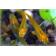 （メダカ）黄金黒鱗めだか 稚魚 SS-Sサイズ 10匹セット / 黄金黒鱗メダカ 関連画像_1