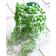 多肉植物 『 グリーンネックレス （ 緑の鈴 ） 』 7.5cmポット苗 関連画像_2