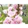 『 庭桜 （ ニワザクラ ） 』 ピンク （ 八重咲き ） 6号鉢植え 関連画像_5