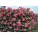 アウトレット　バラ苗　ラビィーニア　つるバラ　CL　四季咲き　ピンク系 関連画像_1