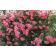 アウトレット　バラ苗　ラビィーニア　つるバラ　CL　四季咲き　ピンク系 関連画像_2