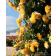 バラ苗　新苗　サハラ’98　つるバラ　黄色系　タンタウ 関連画像_2