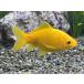 金魚 黄金色（イエローコメット） 体長約6〜7cm