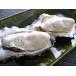北海道・牡蠣（かき）Ｍサイズ15個　バーベキュー（殻付き　生）牡蠣・厚岸西岸　仙鳳趾/牡蛎/