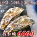 北海道・生牡蠣（かき）Ｍサイズ30個（殻付き　生）活牡蠣・厚岸西岸　仙鳳趾/100〜130ｇ前後