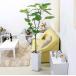 観葉植物　ハート形の葉と樹形が人気のウンベラータ 10号 スクエアホワイトロング陶器鉢