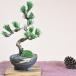 四国五葉松の盆栽 四国ブランドの人気の松盆栽がお手頃価格で。
