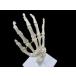 骨　模型　骨格模型　手,指　人体模型