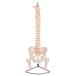 脊椎骨盤模型(股関節付)GX-126 せきついの人骨模型 高さ90cm 実物大【JK-3250】