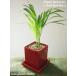 Dypsis lutescens/Vivid Red Pot/アレカヤシ/ヴィヴィッド レッドポット/インテリア観葉植物/鉢植え