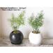 Asparagus Sprengery/Perfect Circle 2set/アスパラガス・スプレンゲリー/パーフェクトサークルお得な2セット/インテリア観葉植物/鉢植え