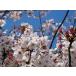 ソメイヨシノ樹高2.0ｍ前後 日本の代表的な桜 染井吉野