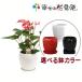アンスリューム・ピンクチャンピオン　５号丸陶器鉢（白）　H約50cm(送料無料)