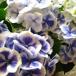 あじさい　鉢植え　母の日　花鉢　アジサイ　　白とブルーのコントラストが◎　アジサイ　ババリア系