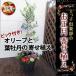 【お正月】『オリーブと葉牡丹の寄せ植え』アートストーンラウンド27cm鉢