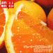 ジューシーな甘みたっぷり清見オレンジ ２．５kg ( 不揃い)(和歌山県産)
