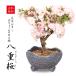 豪華桜盆栽：八重桜２本仕立て(瀬戸焼鉢)*【春に開花します】