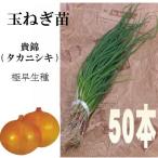 (苗)貴錦(タカニシキ)　 50本　極早生タマネギ苗