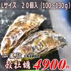 北海道・牡蠣（かき）Ｍサイズ20個（殻付き　生食）生牡蠣・厚岸西岸　仙鳳趾/牡蛎/100〜130ｇ前後