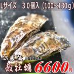 北海道・牡蠣（かき）Ｍサイズ30個（殻付き　生）牡蠣・厚岸西岸　仙鳳趾【牡蛎】【100～130ｇ前後】
