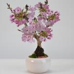 桜の鉢植えをモダンな盆栽で楽しもう。4月にお花見 テーブルの上で。