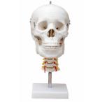 頭蓋骨模型GX-135 頸椎付き 高さ31cm 頭骨【JK-3366】