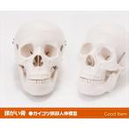 頭がい骨 ガイコツ 頭部 人体模型【JK-1850】