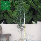 シマトネリコ 単木 樹高H:3000mm