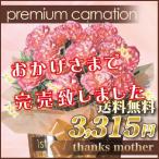 早得今だけ配送日指定可/送料無料/母の日のカーネーション premium carnation 「エクレア」 陶器の鉢