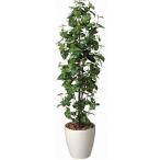 造花 観葉植物 光触媒 インテリアグリーン 鉢植え /シンゴニューム170cm