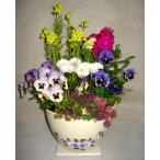冬の寄せ植え(白地に紫のバラと黄色い小花柄の鉢）