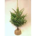 モミの木 【もみの木高さ100cm】クリスマスツリーに最適！
