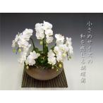 洋蘭の鉄人森田さんが育てた「和」を演出する胡蝶蘭/アマビリス・ミディサイズ5本立ち　つぼみ多めでの出荷となります。