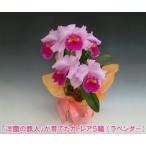 『洋蘭の鉄人』森田氏が育てた 蘭の女王カトレア5輪　※花持ち期間は約1週間です。花色は季節によって多少異なります。