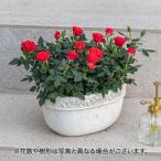 【日比谷花壇】【ネット限定】季節の寄せ鉢「ハッピーハロウィン・バスケット」