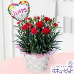 母の日ギフト　花キューピットのカーネーション鉢（赤）　mt01yr-521170