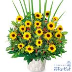 ひまわり特集　花キューピットのひまわりの華やかアレンジメント　nh01-511384