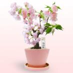 さくら鉢　産直鉢物　花キューピットの桜盆栽（八重桜）　pn03-s710484