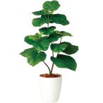 NEWウンベラータ・人工観葉植物・全高80cm・ホワイト鉢仕様（人工樹木/フェイクグリーン/造花）