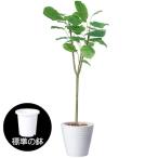 人工観葉植物・2.4mウンベラータ（大型）（人工樹木/フェイクグリーン/造花）