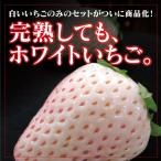 白いいちご「初恋の香り」 ギフトBOX （30粒サイズ）