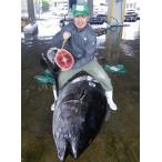 クロマグロ（本マグロ）一本丸ごとキープ 343kg　紀州勝浦近海活き〆最高級