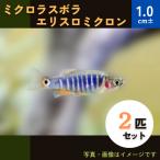 (熱帯魚・コイ)ミクロラスボラ　エリスロミクロン　１０匹